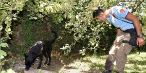 Ankara İtfaiyesi'nin dedektör köpeği