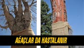 Ağaçlarda Hastalanır