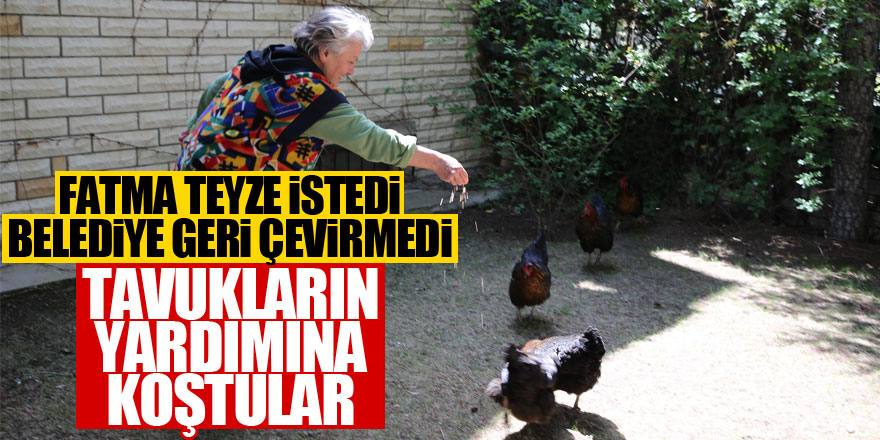 Fatma Teyze'nin tavuklarının yardımına Gölbaşı Belediyesi koştu!
