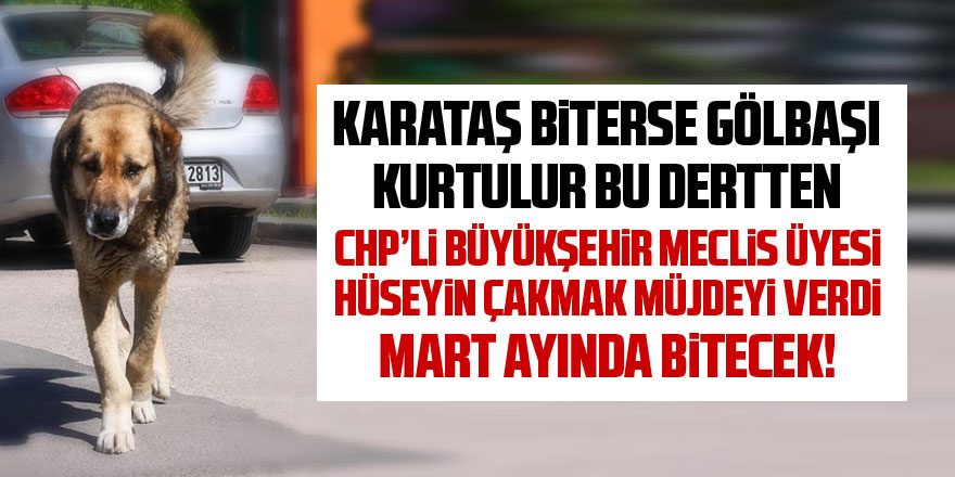 CHP'li Çakmak: Karataş barınağı Mart'ta bitecek