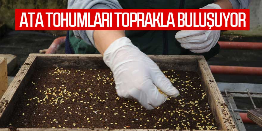 Gölbaşı Belediyesi Ata Tohumlarını Toprakla Buluşturdu…