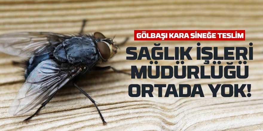 Gölbaşı’nda Kara Sinek İsyanı: Sağlık İşleri Müdürlüğü Nerede?