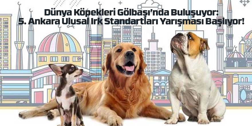Dünya Köpekleri Gölbaşı’nda Buluşuyor: 5. Ankara Ulusal Irk Standartları Yarışması Başlıyor!
