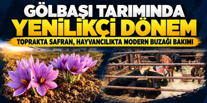 GÖLBAŞI TARIMINDA YENİLİKÇİ DÖNEM: TOPRAKTA SAFRAN, HAYVANCILIKTA MODERN BUZAĞI BAKIMI