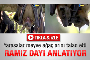 Yarasalar meyve ağaçlarını talan etti - İzle