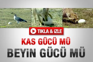 Devekuşu yumurtası böyle kırılır - İzle