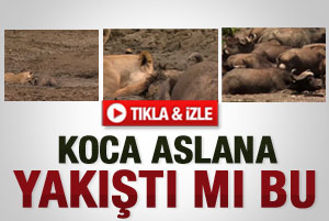 Çamura saplanan mandanın trajik ölümü - İzle