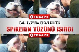 Canlı yayına çıkan köpek spikerin yüzünü ısırdı - Video