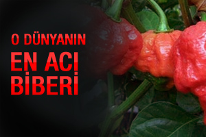 O dünyanın en acı biberi