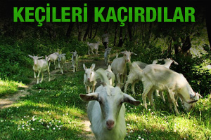 Keçileri kaçırdılar Meclis devreye girdi