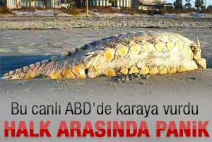 Karaya vuran canlı şaşırttı