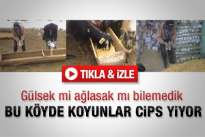 Köylüler aç kalan koyunlarına cips yediriyorlar - Video