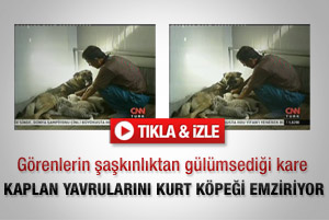 Kaplan yavrularını kurt köpeği emziriyor - Video