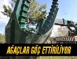 Ağaçlar Kesilmiyor, Göç Ettiriliyor