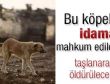 Dini mahkeme bir köpeği idama mahkum etti