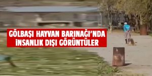 Barınaktaki görüntü Ankara’yı ayağa kaldırdı: Soruşturma başlatıldı