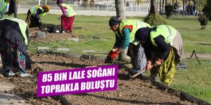 85 bin adet lale soğanı toprakla buluştu