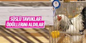 Süs tavukları şampiyonluk kupalarını aldı