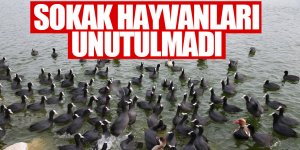 Gölbaşı Belediye sokak hayvanlarını unutmadı!