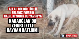 Karaoğlan'da zehirli etle toplu hayvan katliamı