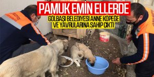 Gölbaşı Belediyesi anne köpeğe ve yavrularına sahip çıktı