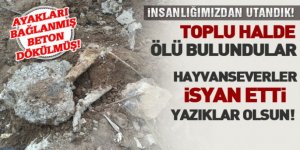 Gölbaşı'nda toplu köpek katliamı