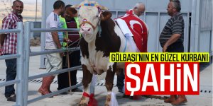 Gölbaşı'nın en güzel kurbanı seçildi