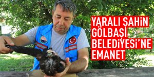 Gölbaşı Belediyesi Ekipleri Buldukları Şahin’in hayatını kurtardı