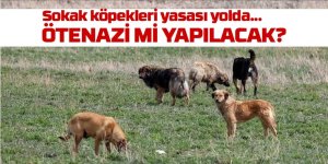 Başıboş köpek düzenlemesi geliyor