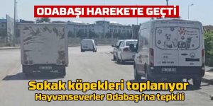 Gölbaşı'nda sokak köpekleri toplanmaya başladı