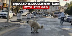 Başıboş köpek caddenin ortasına pisledi