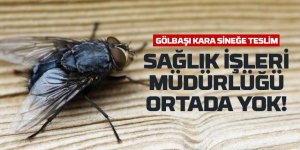 Gölbaşı’nda Kara Sinek İsyanı: Sağlık İşleri Müdürlüğü Nerede?