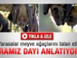 Yarasalar meyve ağaçlarını talan etti - İzle