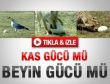 Devekuşu yumurtası böyle kırılır - İzle