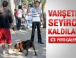 İstanbul'un göbeğinde pitbull dehşeti