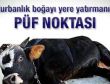 Kurbanlık boğayı yere yatırmanın püf noktası