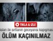 Aslan ile sırtlanın karanlıktaki kapışması - İzle