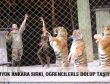 BÜYÜK ANKARA SİRKİ, ÖĞRENCİLERLE DOLUP TAŞIYOR