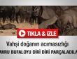 Aslanlar yavru bufaloyu diri diri parçaladı - İzle