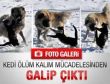 Van'da kedi ile köpeğin savaşı