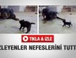 Yavru kedi rotwailere karşı - İzle