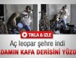 Leopar adamın kafa derisini yüzdü - Video