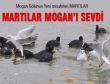 Martılar Mogan'ı sevdi