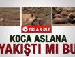 Çamura saplanan mandanın trajik ölümü - İzle