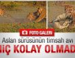 Aslan sürüsünün timsah avı