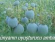 Dünyanın uyuşturucu ambarı