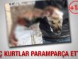 Aç kurtlar sokak köpeğini paramparça etti