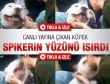Canlı yayına çıkan köpek spikerin yüzünü ısırdı - Video