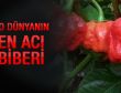 O dünyanın en acı biberi