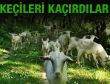 Keçileri kaçırdılar Meclis devreye girdi